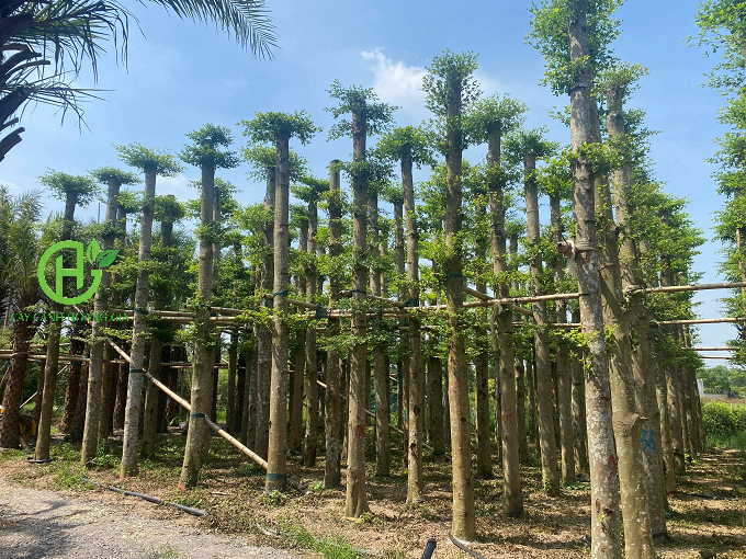 CÂY BÀNG ĐÀI LOAN